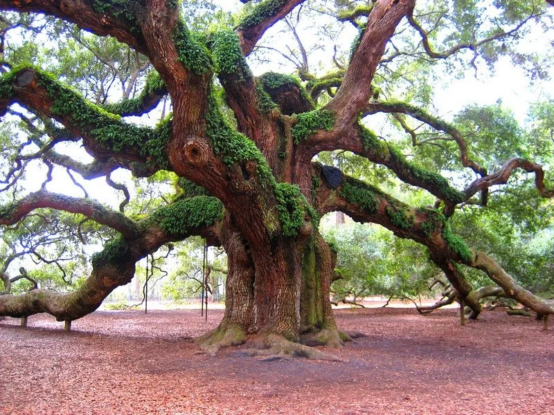 Arbre